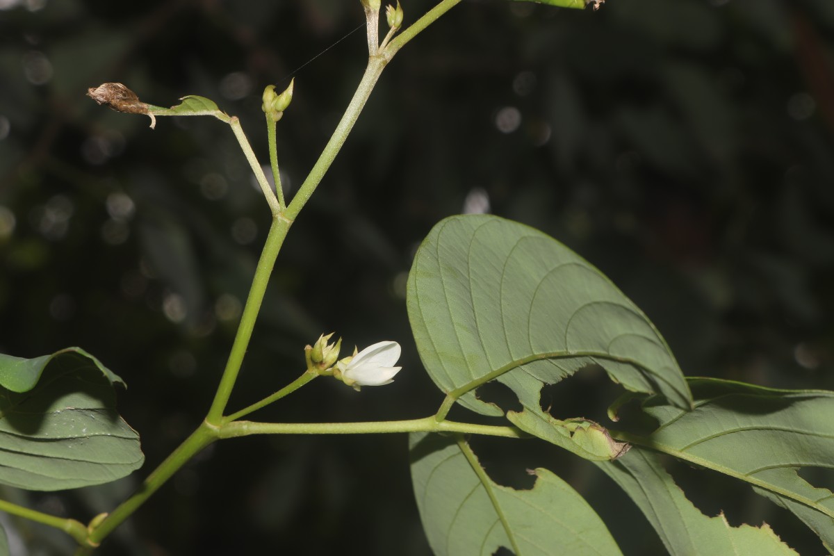 Dendrolobium umbellatum (L.) Benth.